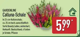 Aldi Nord Calluna-Schale Angebot