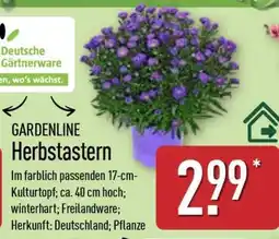 Aldi Nord GARDENLINE Herbstastern Angebot