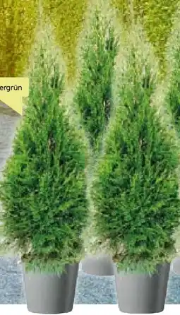 BayWa Lebensbaum Thuja occidentalis-Smaragd Angebot