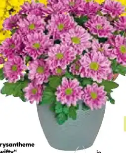BayWa Chrysantheme Swifty Angebot