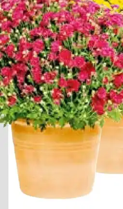 BayWa Chrysanthemen Busch Chrysanthemum Angebot