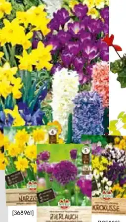 BayWa Blumenzwiebeln Angebot
