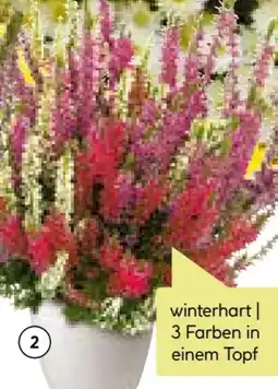 BayWa Knospenheide Beauty Ladies Trio Angebot