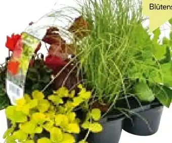 BayWa Herbstgarten Angebot