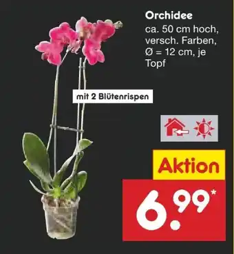 Netto Marken-Discount Orchideen Angebot
