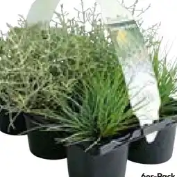 BayWa Herbstpflanzen Silberner Herbst Angebot