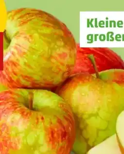 PENNY Wetteräpfel Angebot