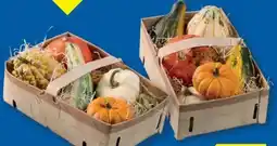 Lidl Zierkürbismischung Angebot