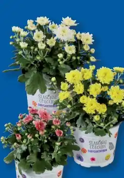 Lidl Chrysanthemen Multiflora Angebot