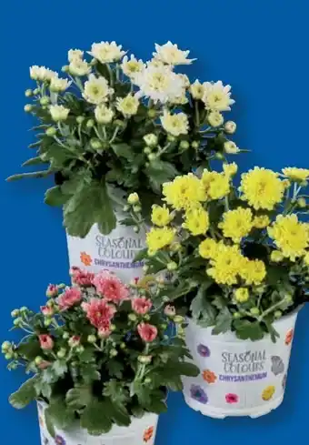 Lidl Chrysanthemen Multiflora Angebot