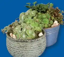 Lidl Sempervivum Arrangement Angebot