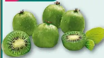 nahkauf Kiwibeeren Angebot