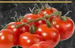 AEZ Gourmet Hit Cocktailstrauchtomaten Angebot