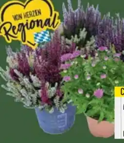 E-Center Calluna Angebot