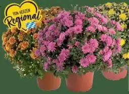 E-Center Chrysanthemen Busch Angebot