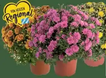 E-Center Chrysanthemen Busch Angebot