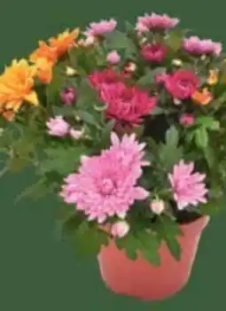 E-Center Chrysanthemen Indian Summer Angebot