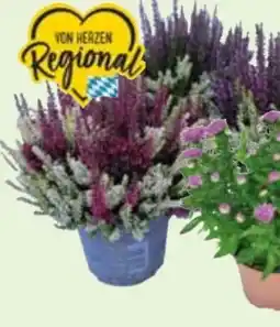 Edeka Calluna Angebot