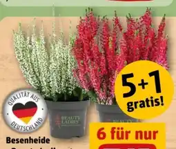 REWE Center Beauty Ladies Besenheide Angebot
