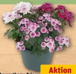 REWE Center Chrysantheme Trio Pink Cadillac Angebot