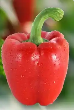 Edeka Unsere Heimat Paprika rot Angebot