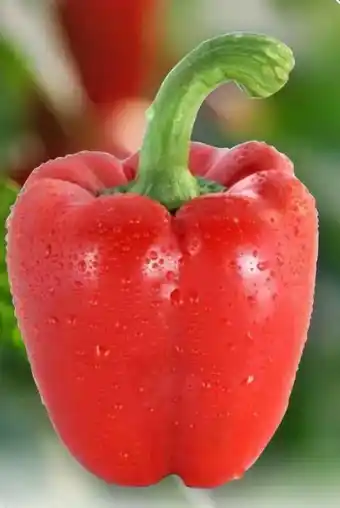 Edeka Unsere Heimat Paprika rot Angebot