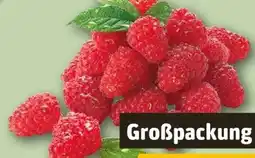 REWE Himbeeren Angebot