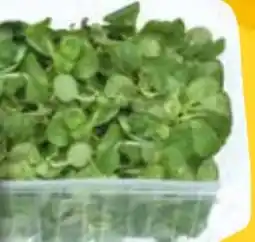 EDEKA Bandelt Bio-Feldsalat Angebot