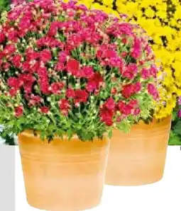 Hellweg Chrysanthemenbusch Angebot