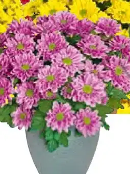 Hellweg Chrysantheme Swifty Angebot