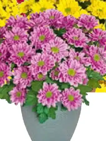 Hellweg Chrysantheme Swifty Angebot