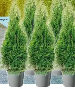 Hellweg Lebensbaum Angebot