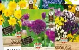 Hellweg Blumenzwiebeln Angebot