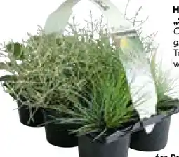 Hellweg Herbstpflanzen Silberner Herbst Angebot