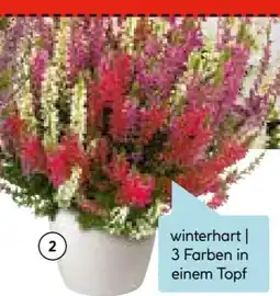 Hellweg Calluna Trios Beauty Ladies Angebot