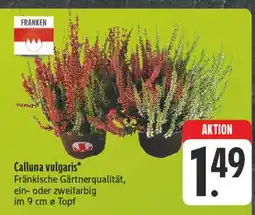 Edeka Franken calluna vulgaris Angebot