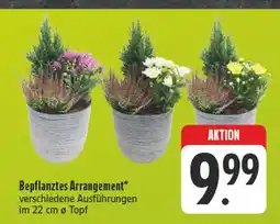 Edeka Bepflanztes arrangement Angebot