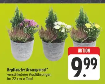 Edeka Bepflanztes arrangement Angebot