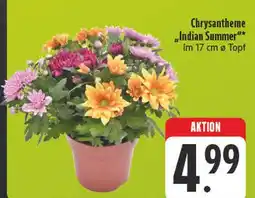 Edeka Chrysantheme indian summer Angebot
