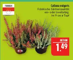 Marktkauf Franken calluna vulgaris Angebot