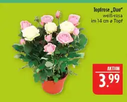 Marktkauf Topfrose duo Angebot