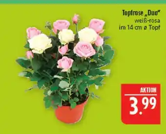Marktkauf Topfrose duo Angebot