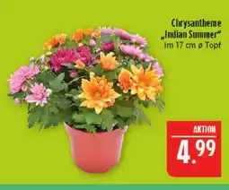 Marktkauf Chrysantheme 'indian summer' Angebot