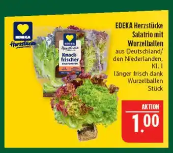 Marktkauf Edeka herzstücke salatrio mit wurzelballen Angebot