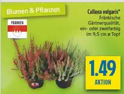 diska Franken calluna vulgaris Angebot