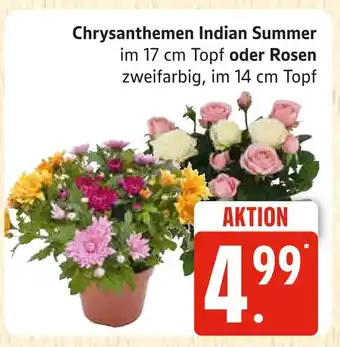 Marktkauf Chrysanthemen indian summer Angebot