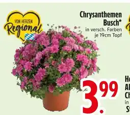Edeka Edeka chrysanthemen busch Angebot
