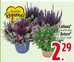 Edeka Calluna zweifarbig Angebot