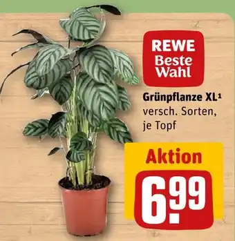 REWE Rewe beste wahl grünpflanze xl Angebot