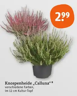 tegut Knospenheide calluna Angebot